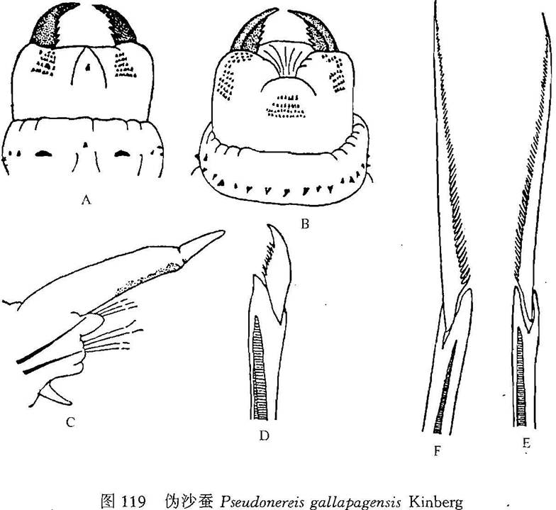 貝の標本 蘭嶼光澤蝸牛殻Helicostyla okadai Kuroda 28.5mm.希少. 台湾-